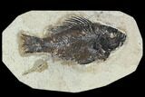 Bargain 4.1" Fossil Fish (Cockerellites) - Green River Formation - #129652-1